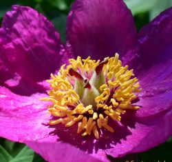 banatica2 albiflora 22